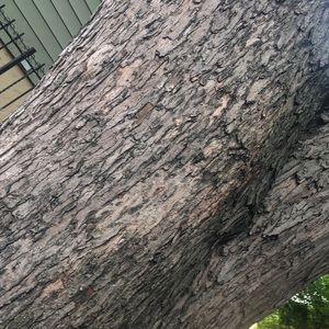 Meet your Posher, Jenishla